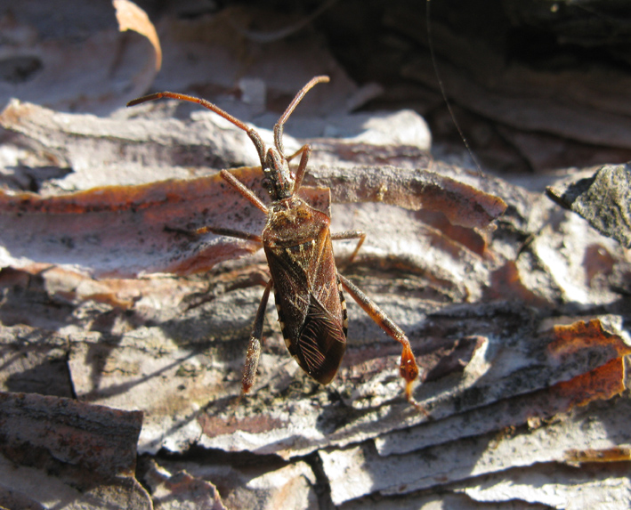 Coreidae: Leptoglossus occidentalis